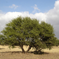 アルガンオイルの樹